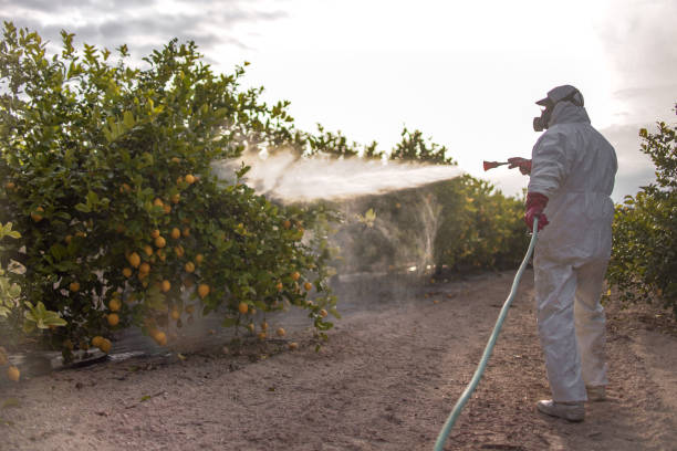 Best Mosquito Control Services  in Rollingwood, CA