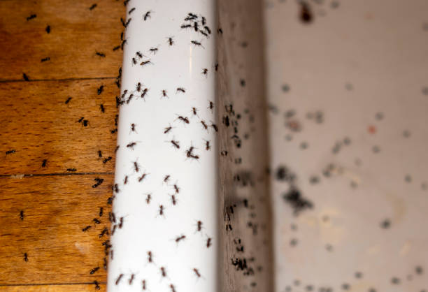 Best Cockroach Control Services  in Rollingwood, CA
