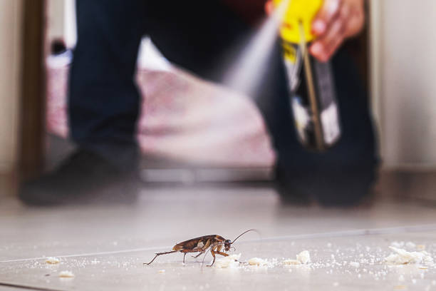 Best Local Pest Control Services  in Rollingwood, CA